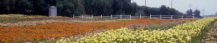 Greenwood Daylily Field